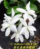 Cattleya violacea alba